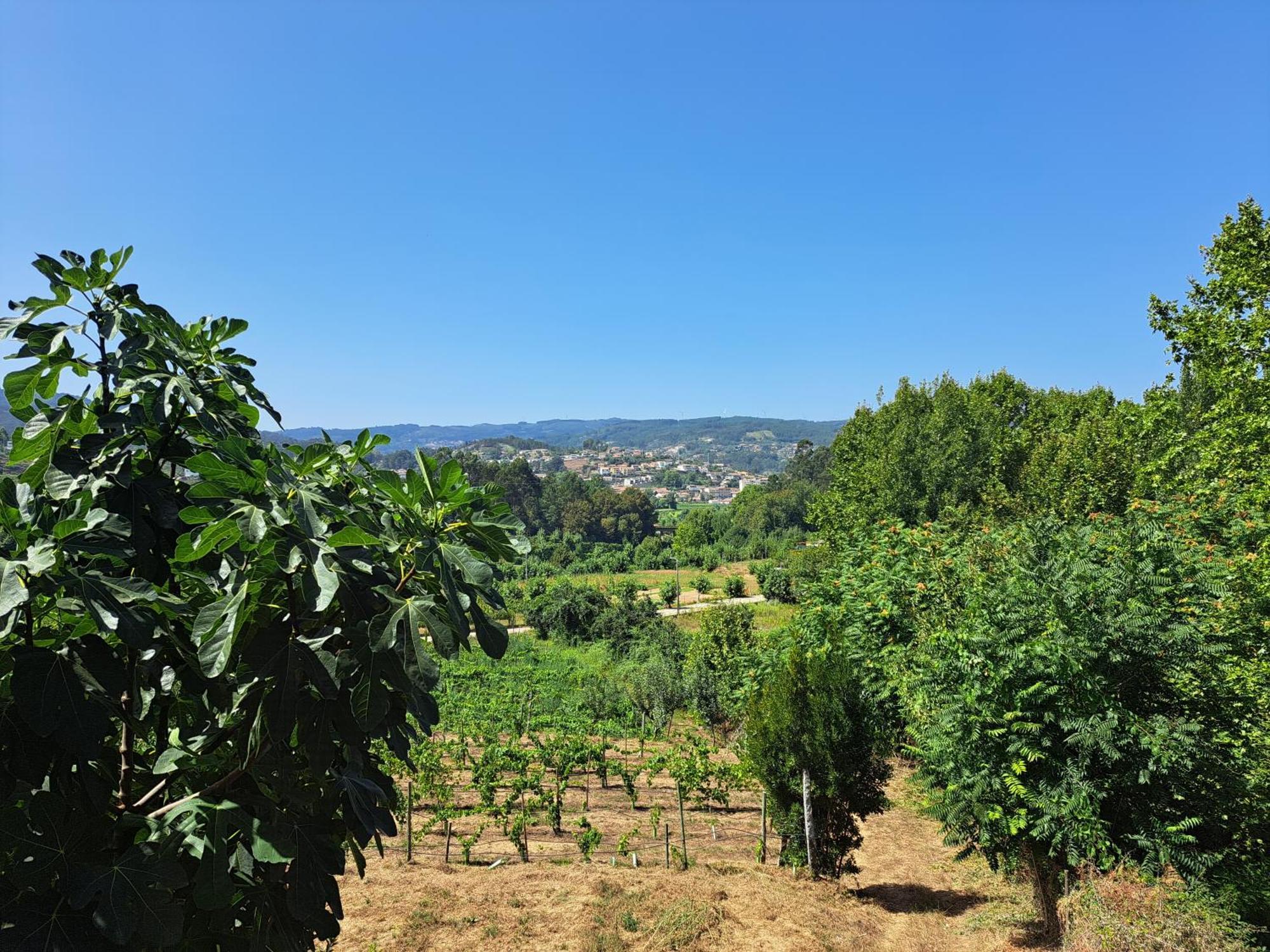 Quinta De Carcavelos Agroturismo E Enoturismo 세로리코데바스토 외부 사진